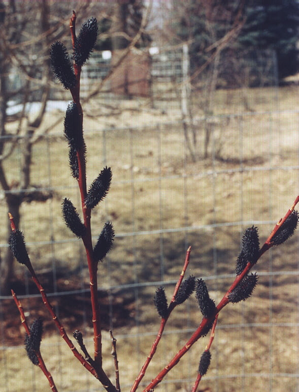 Black Pussy Willow North American Rock Garden Society